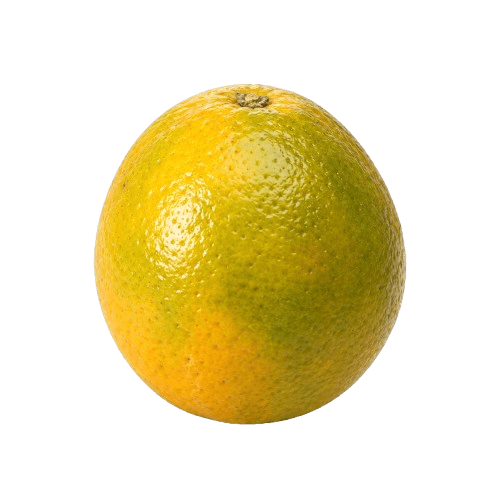 Laranja Pera